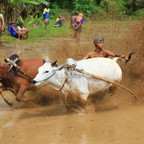Pacu Jawi by Nasaruddin Naseh - Sports & Fitness Rodeo/Bull Riding