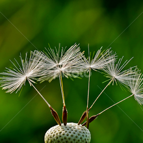Dandelion II by Zoran Rudec - Nature Up Close Other plants