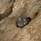 Rock pigeon nest