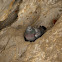 Rock pigeon nest
