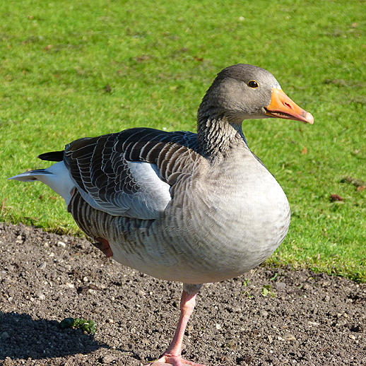 Greylag Goose / Graugans
