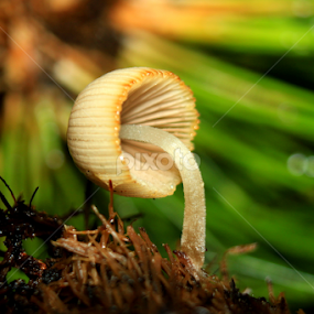 by Nandes Sicknoise - Nature Up Close Mushrooms & Fungi