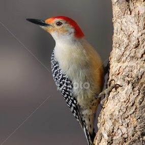Red-bellied Woodpecker by Terry Sohl - Animals Birds