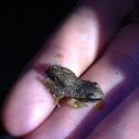 Baja tree frog juvenile