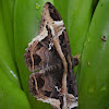 Mariposa Nocturna - Moth