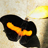 orange-banded shoemaker butterfly