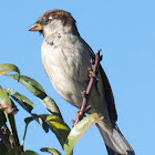 House Sparrow; Gorrión Común