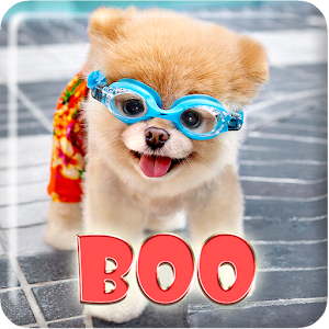 Boo Cutest Dog Wallpaper 個人化 App LOGO-APP開箱王