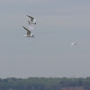 Forster's Tern