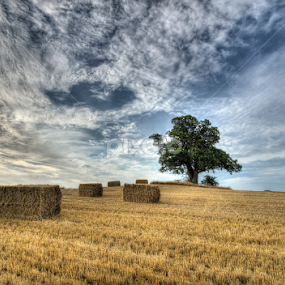 Harvest time at Vesterborg by Kim  Schou - Landscapes Prairies, Meadows & Fields