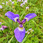 Wild Flag Iris