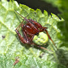 Green-Pea Spider