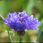 Cornflower, Bachelor's button