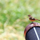 Daurian Redstart (female) (北紅尾鴝)