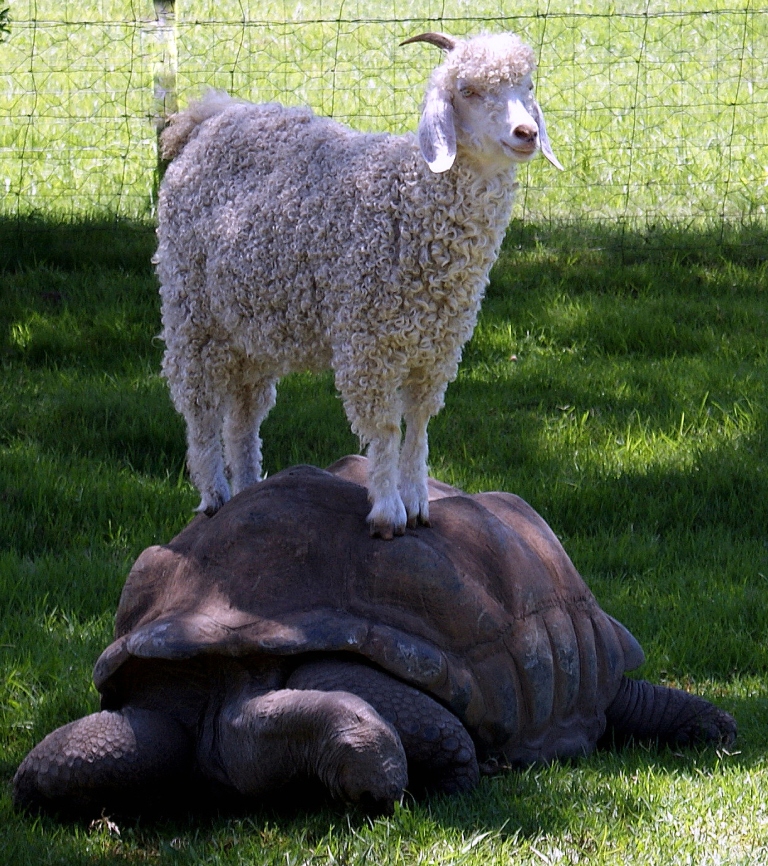 Sheep & Tortoise