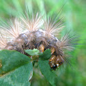 Brown Tailed Moth Caterpillar