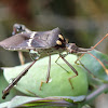 Florida Leaf-Footed Bug