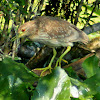 Black-crowned Night Heron (immature)