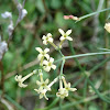 Southern Squinancywort