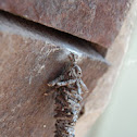 Bagworm moth