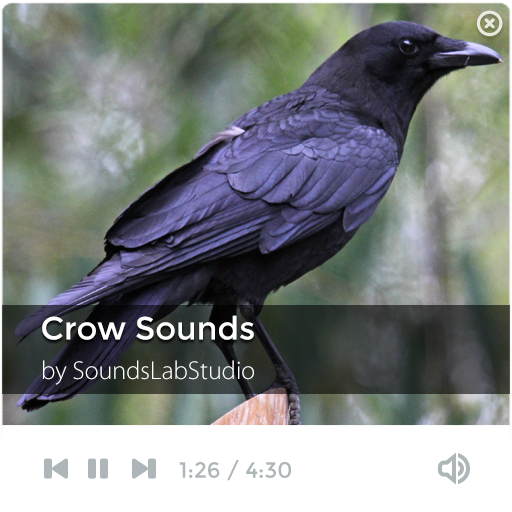 Crow Sounds