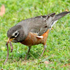 American robin (and unwilling meal)