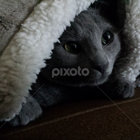 Jedi cat by Joana Gramajo - Animals - Cats Portraits