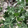 California black oak