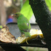 tangara lacrada - bay-headed tanager