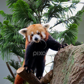 by Alex Chia - Animals Other Mammals