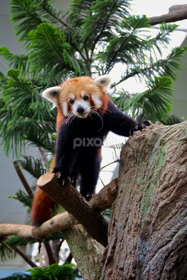 by Alex Chia - Animals Other Mammals