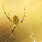 Banded garden spider