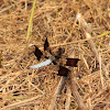 Common Whitetail Dragonfly (male)