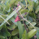 Rosy Maple Moth 