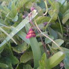 Rosy Maple Moth 