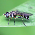 Hoverfly