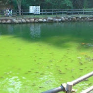 九芎湖鴛鴦池農場