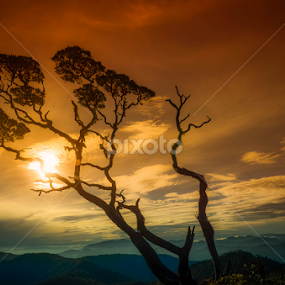 Silhoute by IMAGHERY PHOTOWORK - Landscapes Sunsets & Sunrises