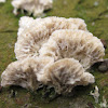 wax fungus