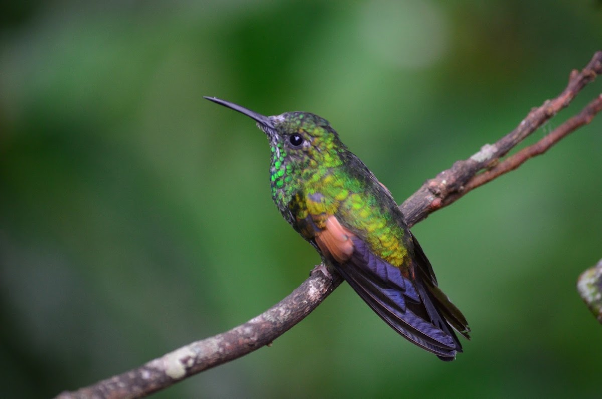 Colibrí Colirrayado - Stripe-tailed Hummingbird