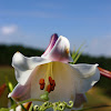 Cape Lily