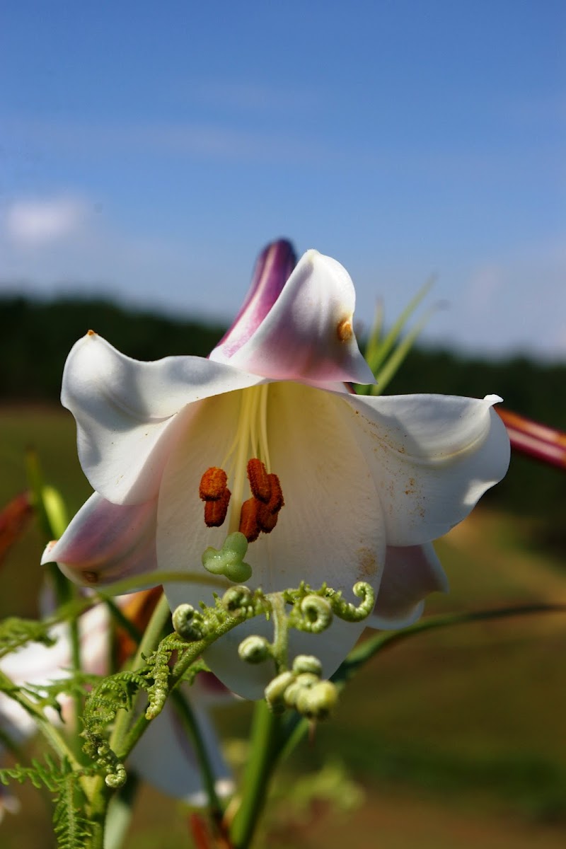 Cape Lily