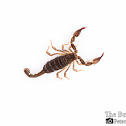 Pacific forest scorpion