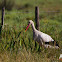 European White Stork
