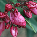 Oleander Flower Buds