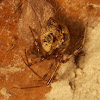 Common House Spider (female)