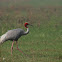 Sarus crane