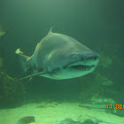 Bull shark 