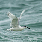 Sandwich Tern