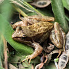 Iberian Frog